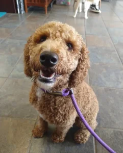 Doodle sitting proudly at Good Dog Paws in Greencastle