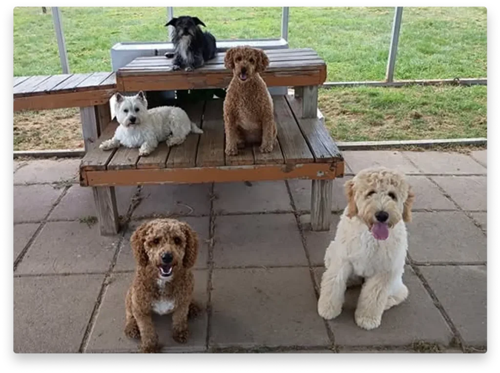 Group of Doodles at Good Dog Paws