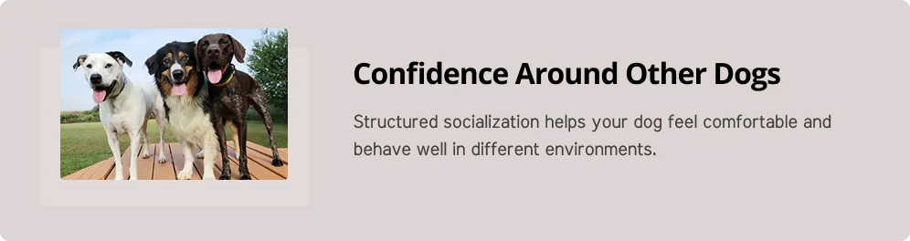 Confidence with others graphic - image group of dog together