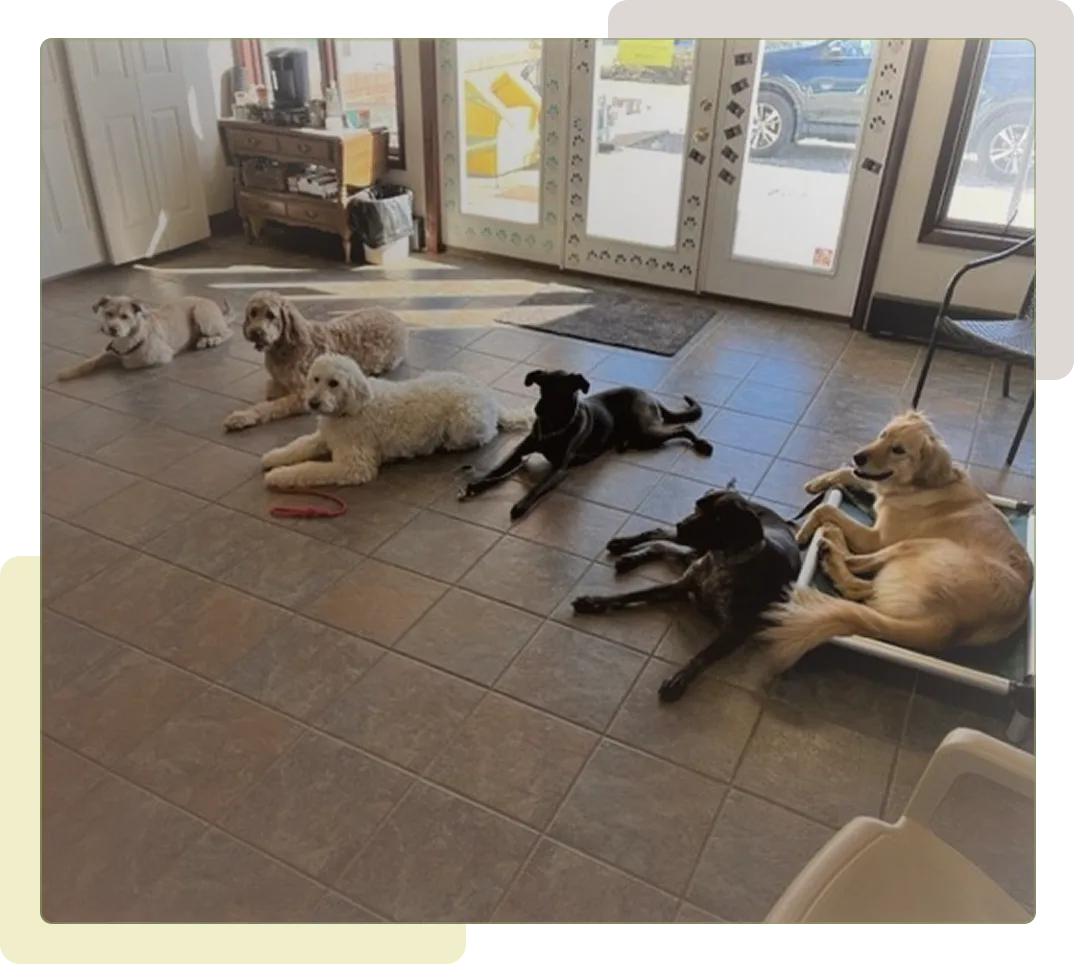 Different Dog laying on floor at Good Dog Paws