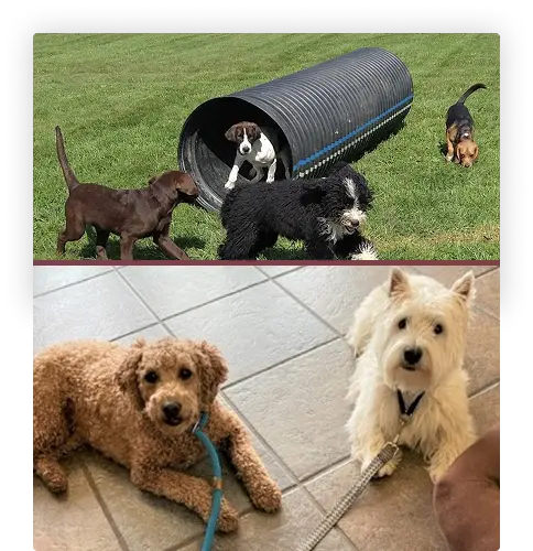 Bottom image: brown and white down laying down, Top image: Dogs training on course