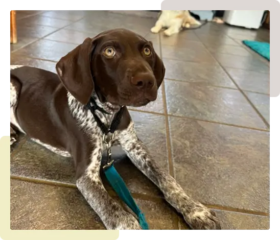 Brown and white puppy laying down