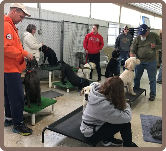 Several dogs and their owners at Group Class