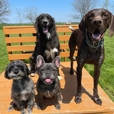 Group of 4 dogs together at Good Dog Paws