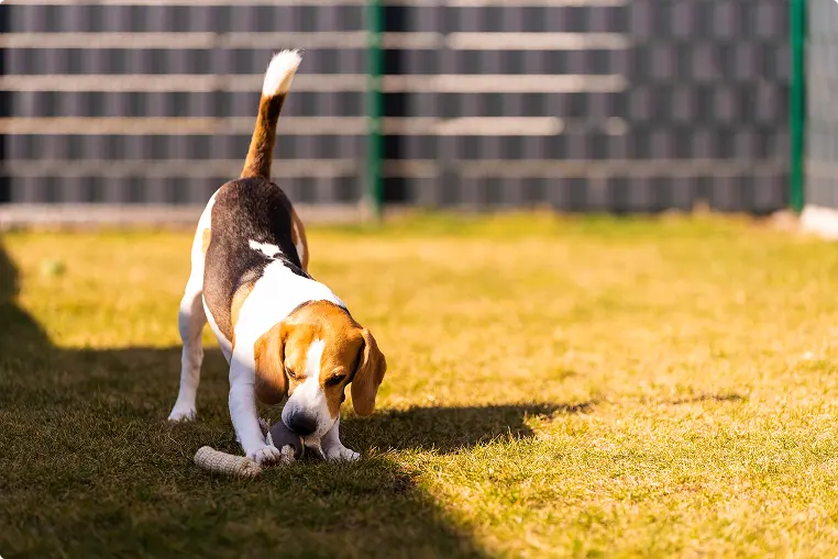 Beagle chewing on treat outside
