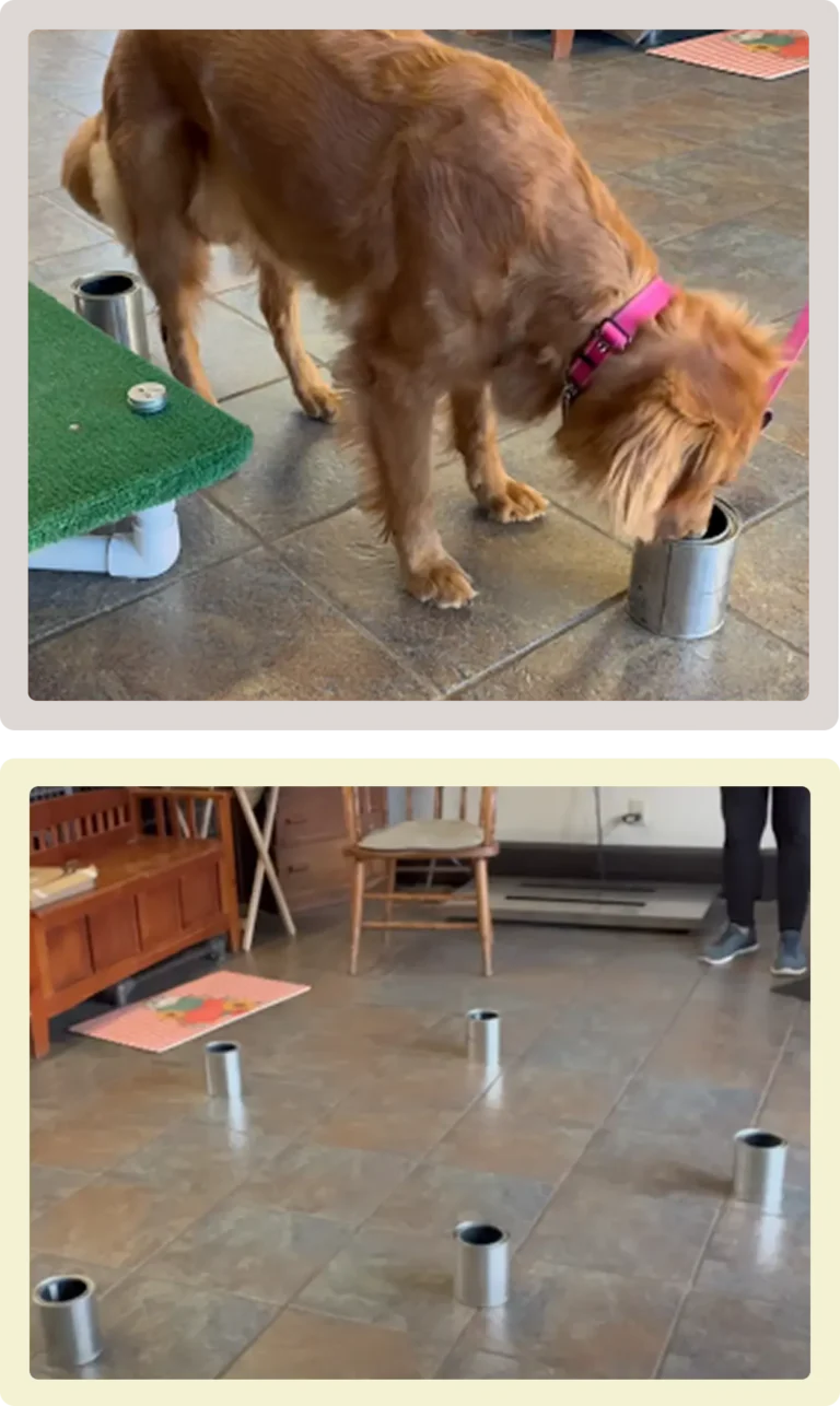 golden retriever demoing scent work during class at Good dog paws